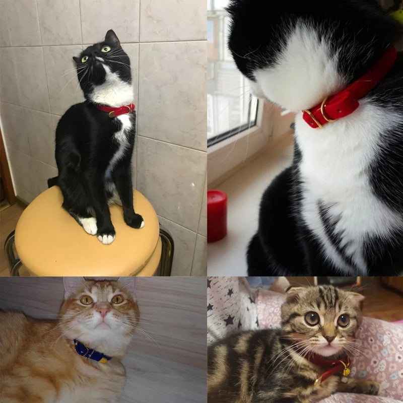 Safe Cat Collar with Bell for Small Dogs and Kittens