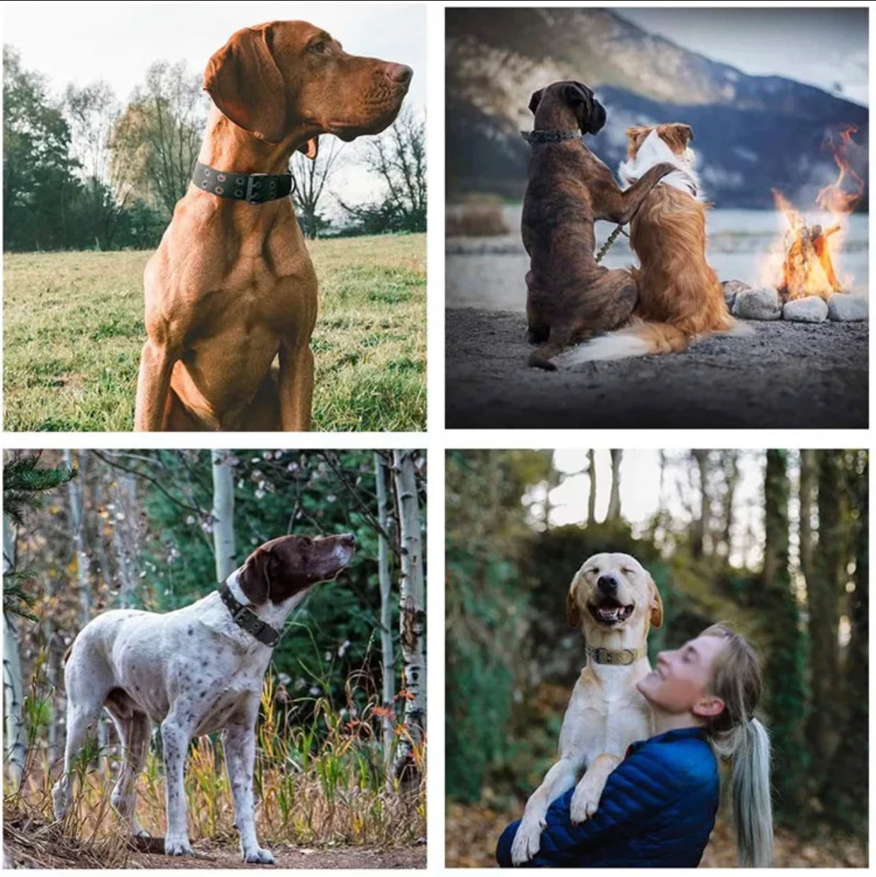 Reflective Heavy-Duty Nylon Dog Collar for Training