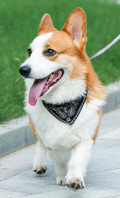 Adjustable Scarf Collar for Small Dogs and Puppies