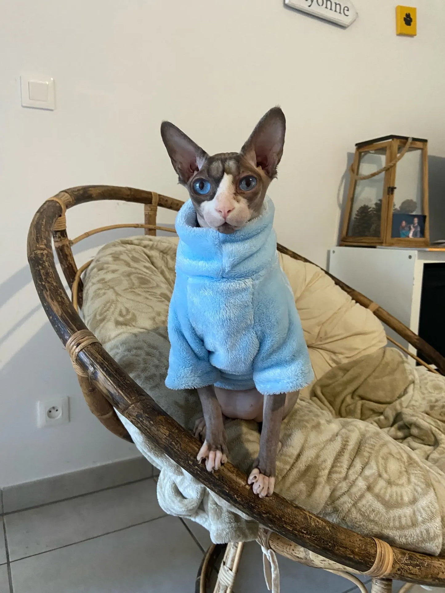 Sphynx Cat Sweater and Hoodie Outfit for Pets