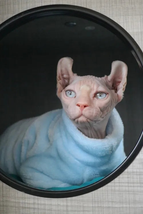 Sphynx Cat Sweater and Hoodie Outfit for Pets