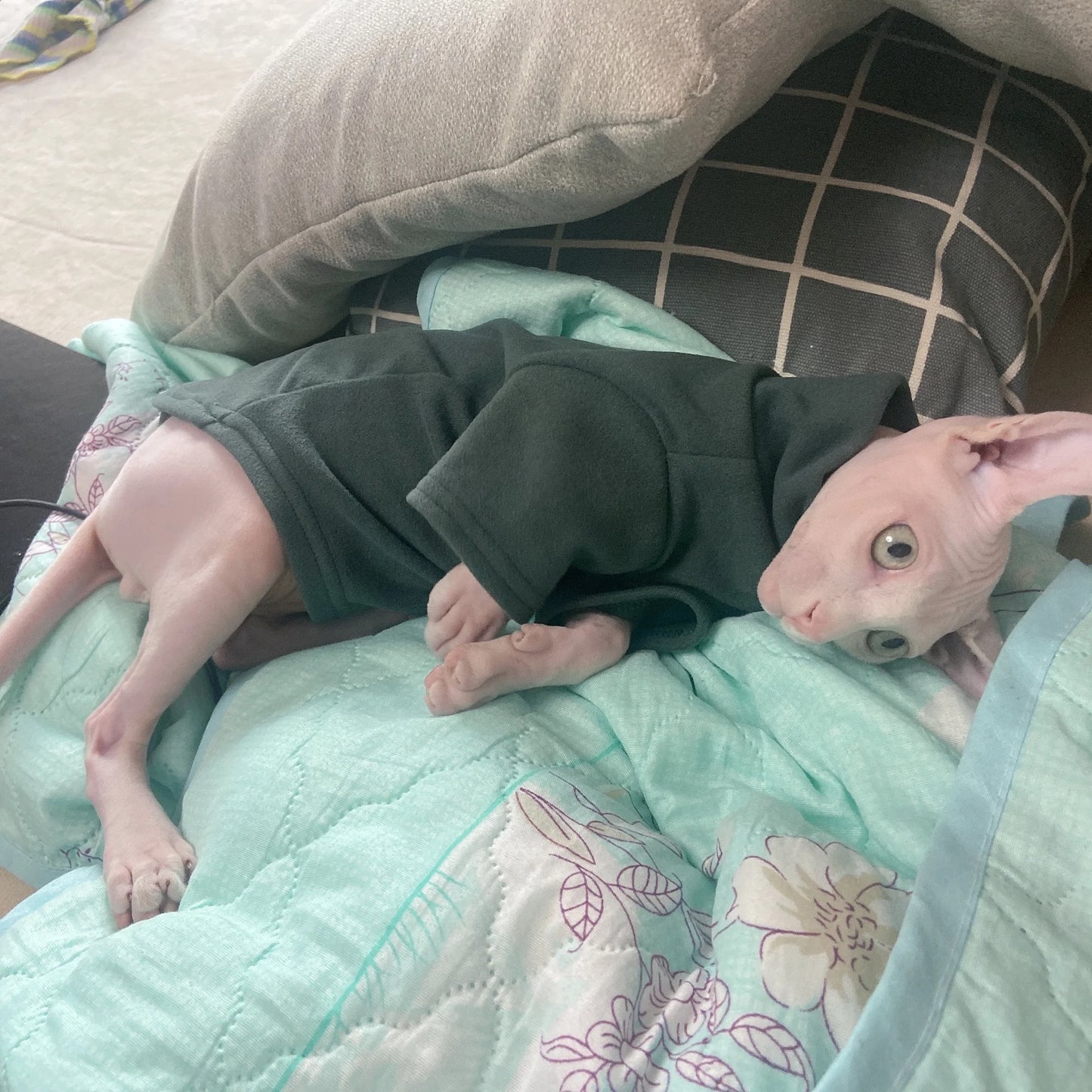 Soft Cotton Clothes for Sphynx Cats and Small Dogs