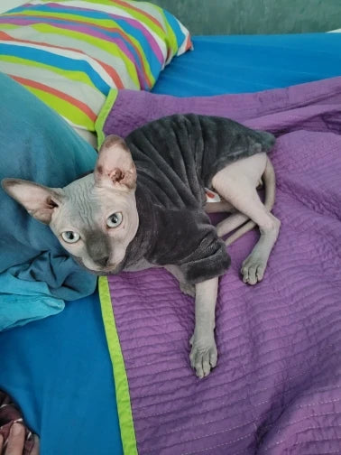 Sphynx Cat Sweater and Hoodie Outfit for Pets
