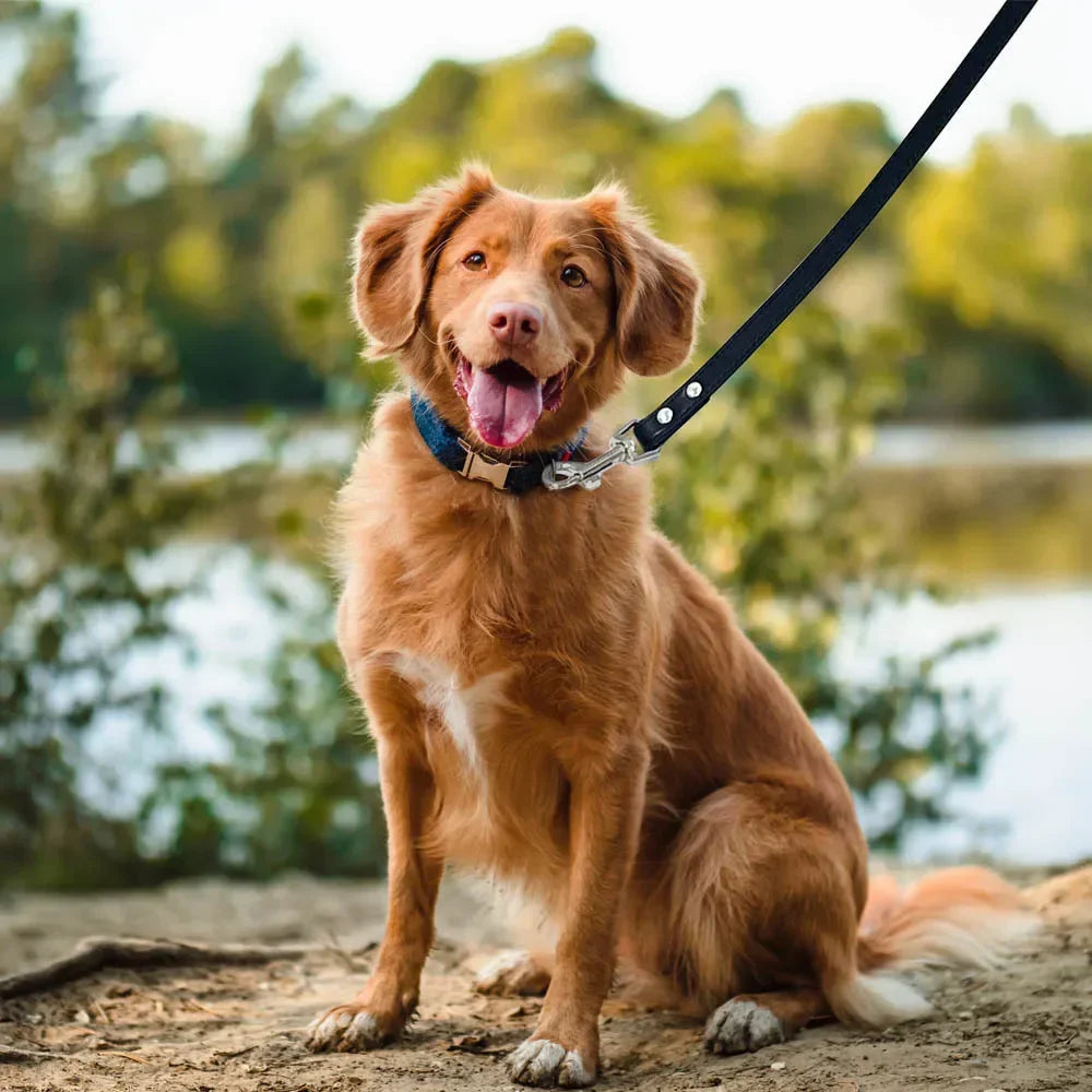 Colorful Leather Leashes for Small to Large Dogs and Cats