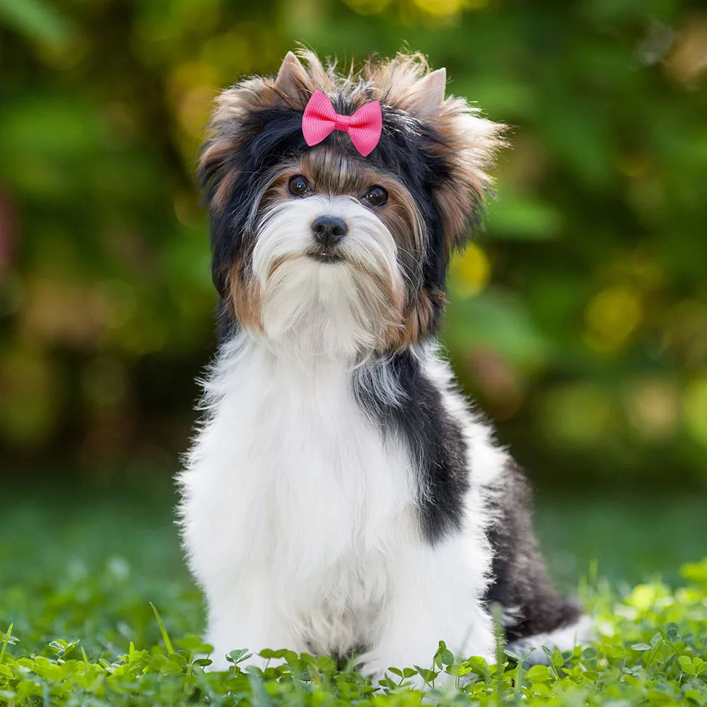 20pcs Handmade Solid Dog Hair Bows for Small Dogs