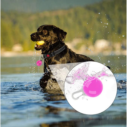 LED Light-Up Dog Collar for Night Safety - USB Rechargeable