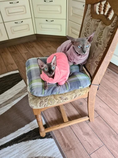 Sphynx Cat Sweater and Hoodie Outfit for Pets
