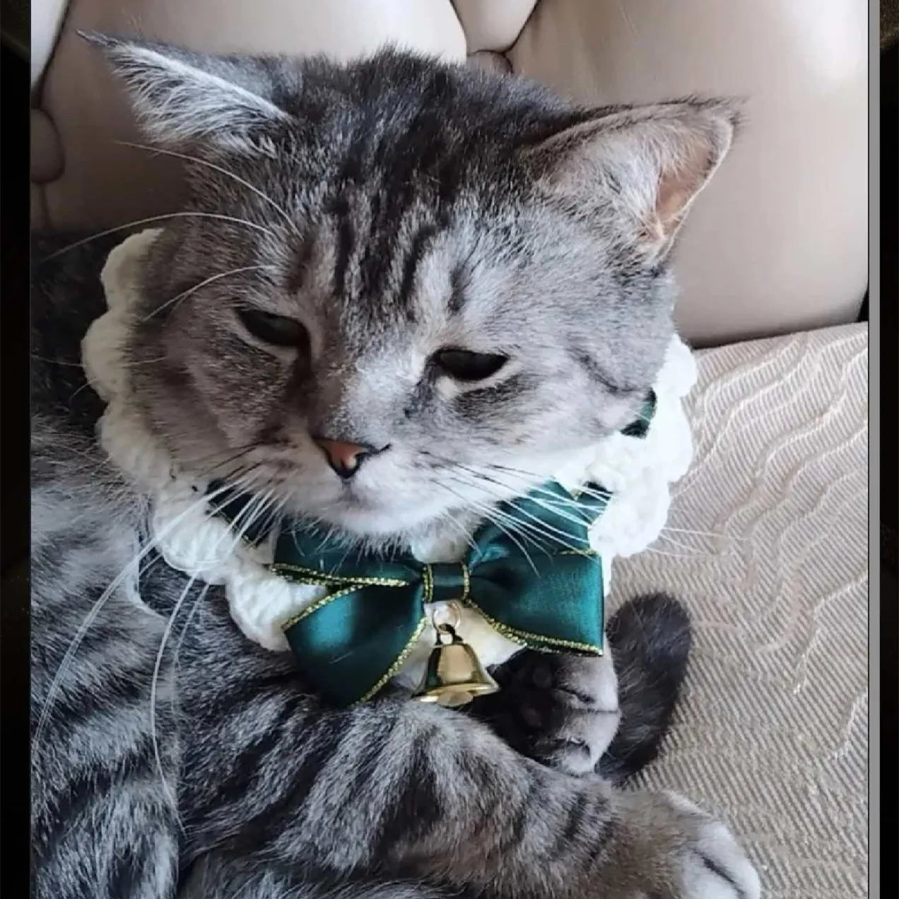 Festive Cat Scarf with Bell Necklace for Holiday Photoshoots