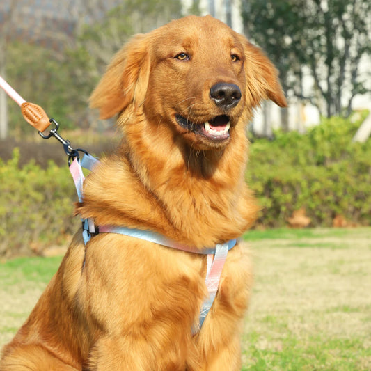Colorful Pet Harness and Leash Set for Indoor and Outdoor Use
