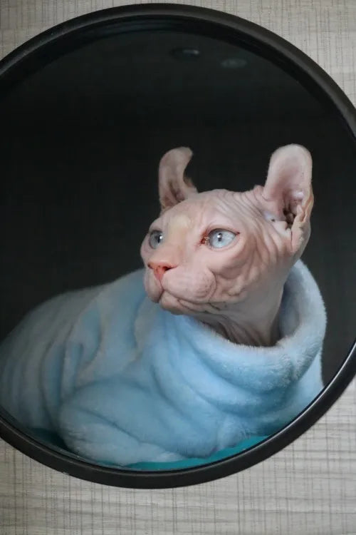 Sphynx Cat Sweater and Hoodie Outfit for Pets